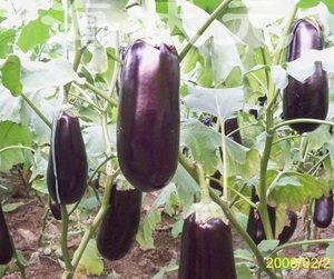 eggplant4