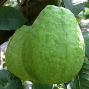guava1